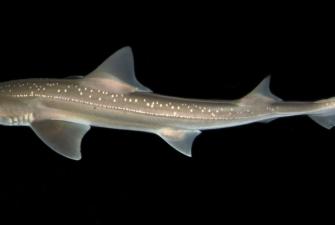 Sharks Recorded Making Sounds